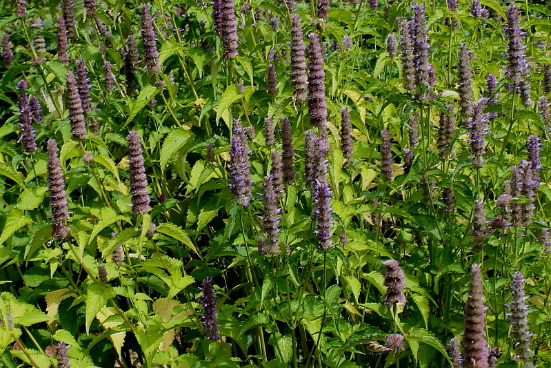Изображение особи род Agastache.