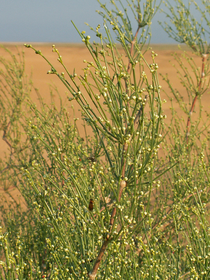 Image of Calligonum aphyllum specimen.