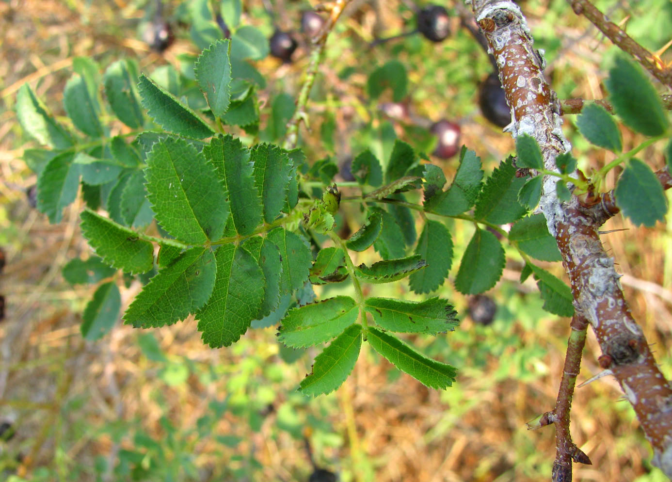 Image of Rosa spinosissima specimen.