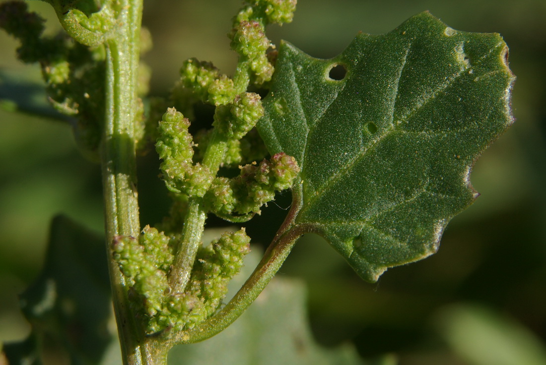 Изображение особи Oxybasis chenopodioides.