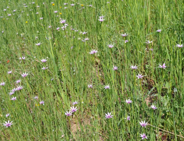 Изображение особи Geropogon hybridus.