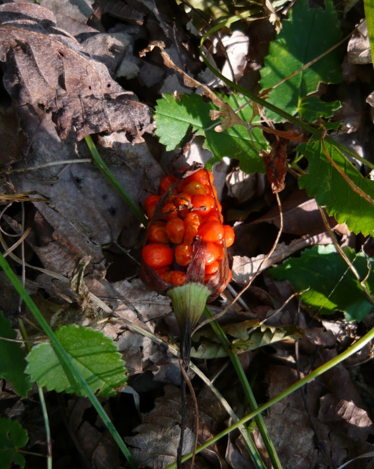 Изображение особи Arisaema amurense.