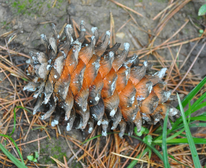 Изображение особи Pinus koraiensis.