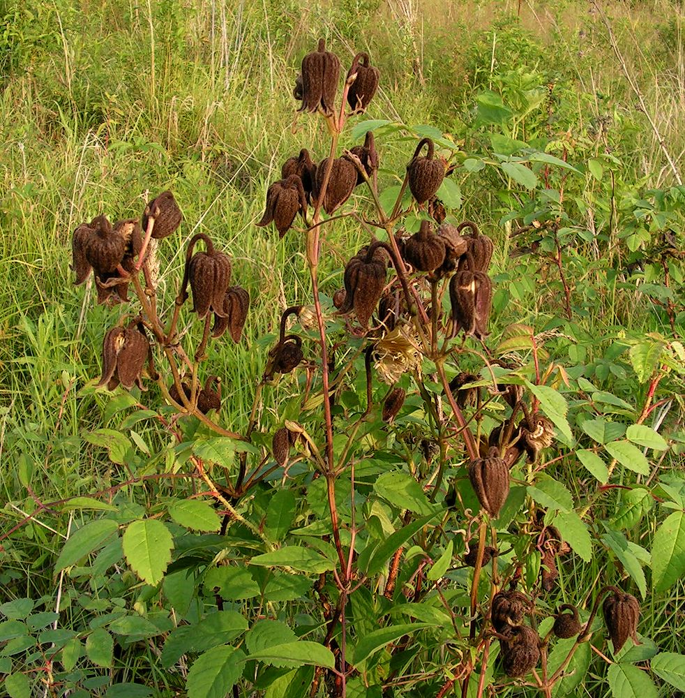 Image of Clematis fusca specimen.