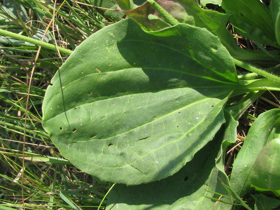 Изображение особи Plantago uliginosa.