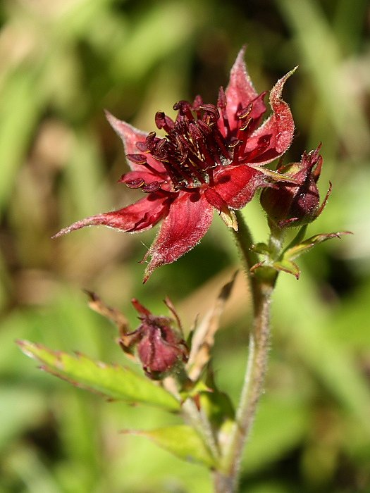 Image of Comarum palustre specimen.