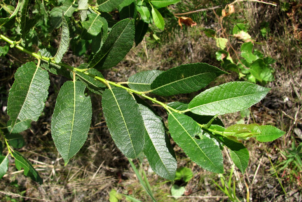 Image of Salix myrsinifolia specimen.