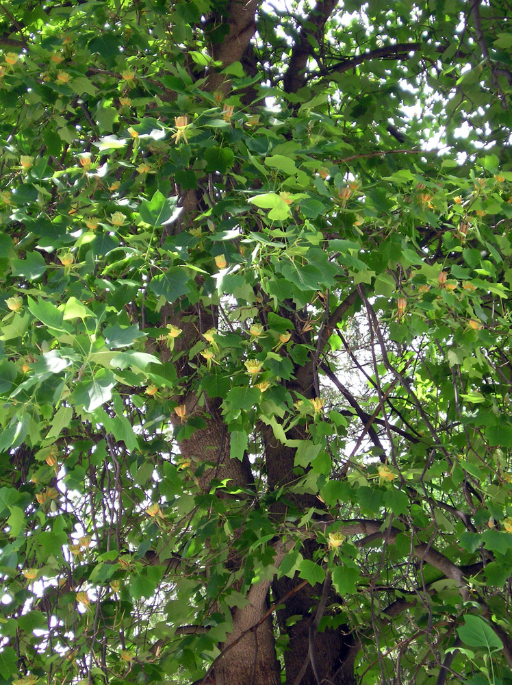 Image of Liriodendron tulipifera specimen.