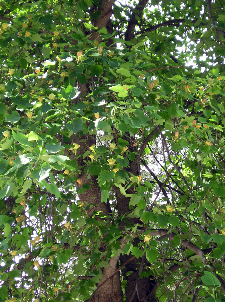 Изображение особи Liriodendron tulipifera.