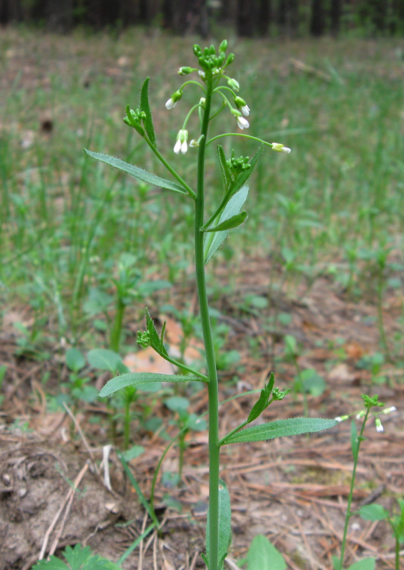 Изображение особи Arabidopsis thaliana.