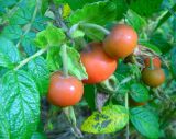 Rosa rugosa