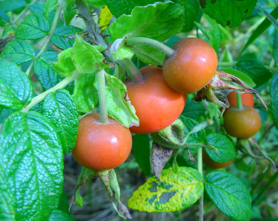 Image of Rosa rugosa specimen.