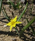 Tulipa dasystemonoides. Цветущее растение. Москва, в культуре с Угамского хребта. 09.05.2013.