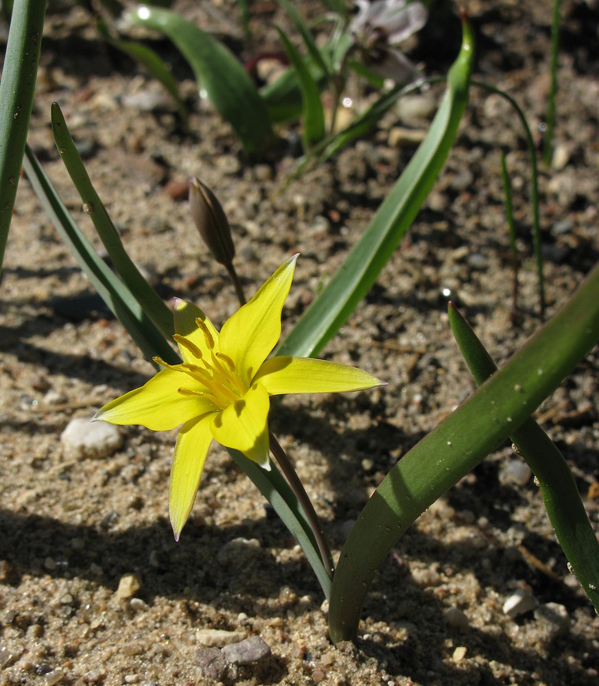 Изображение особи Tulipa dasystemonoides.