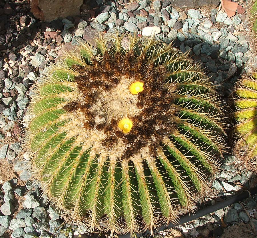 Image of Echinocactus grusonii specimen.