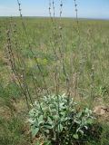 Stachys velata