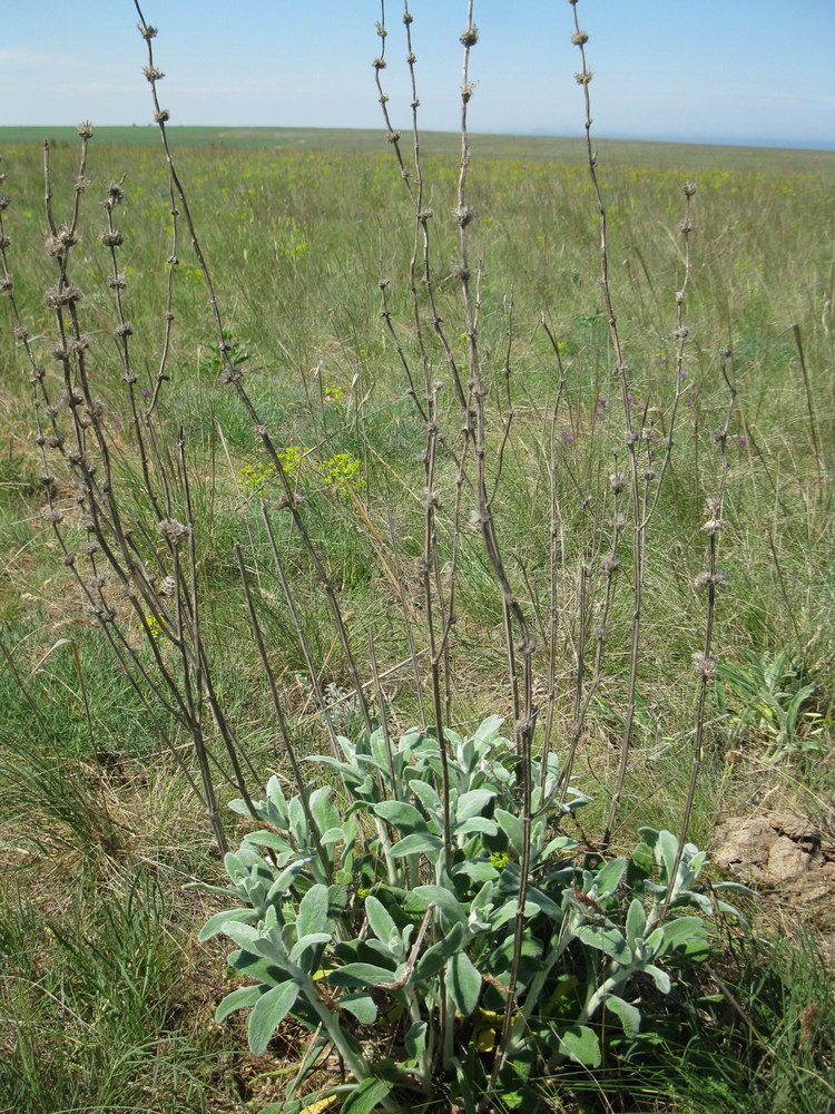 Изображение особи Stachys velata.