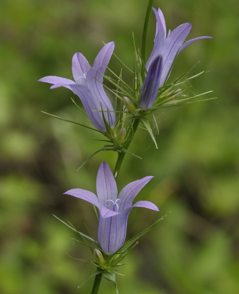 Изображение особи род Campanula.