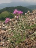 Centaurea vankovii