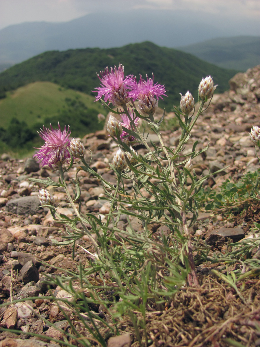 Изображение особи Centaurea vankovii.