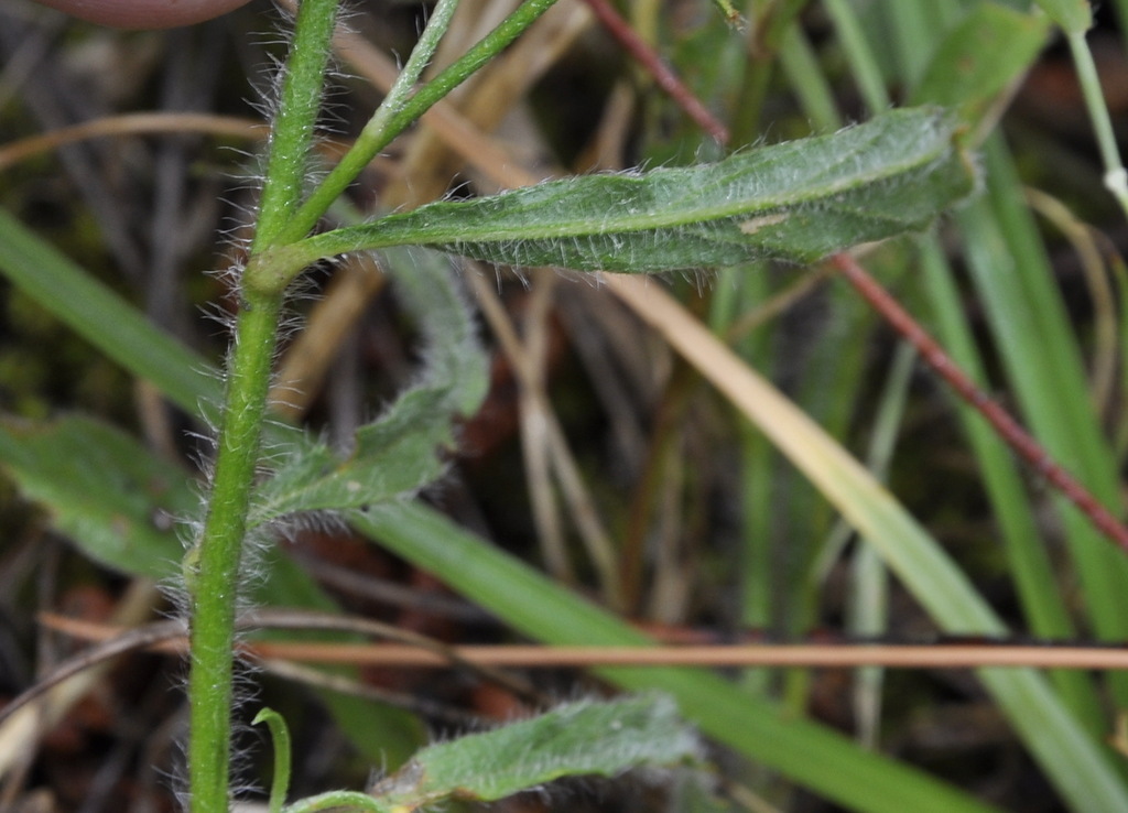 Image of Convolvulus cantabrica specimen.