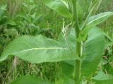 Inula helenium. Часть стебля с листом и пазушным побегом. Тамбовская обл., Петровский р-н, окр. дер. Новая Васильевка, луг. 18.06.2013.