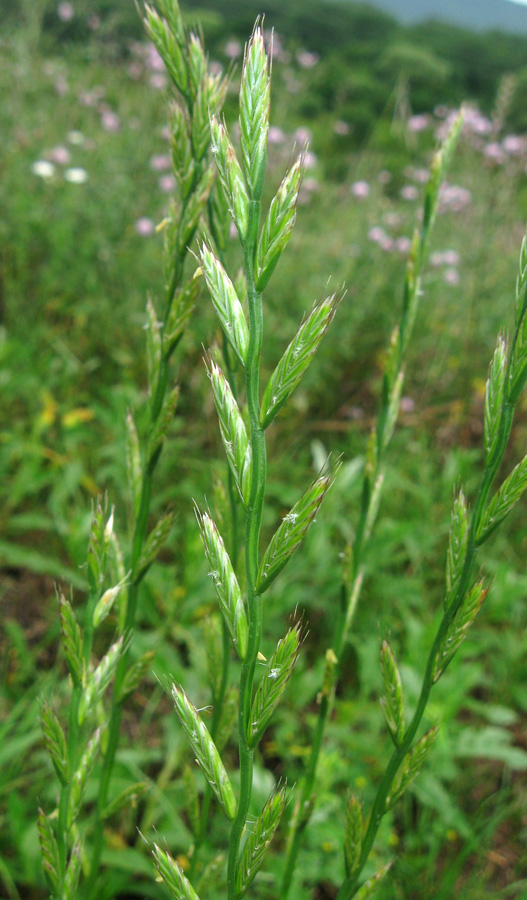 Image of Lolium multiflorum specimen.