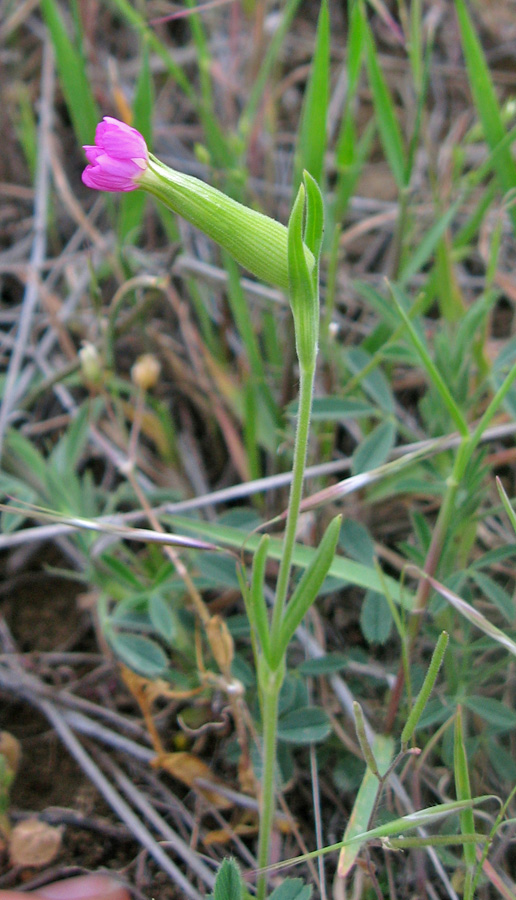 Image of Pleconax subconica specimen.