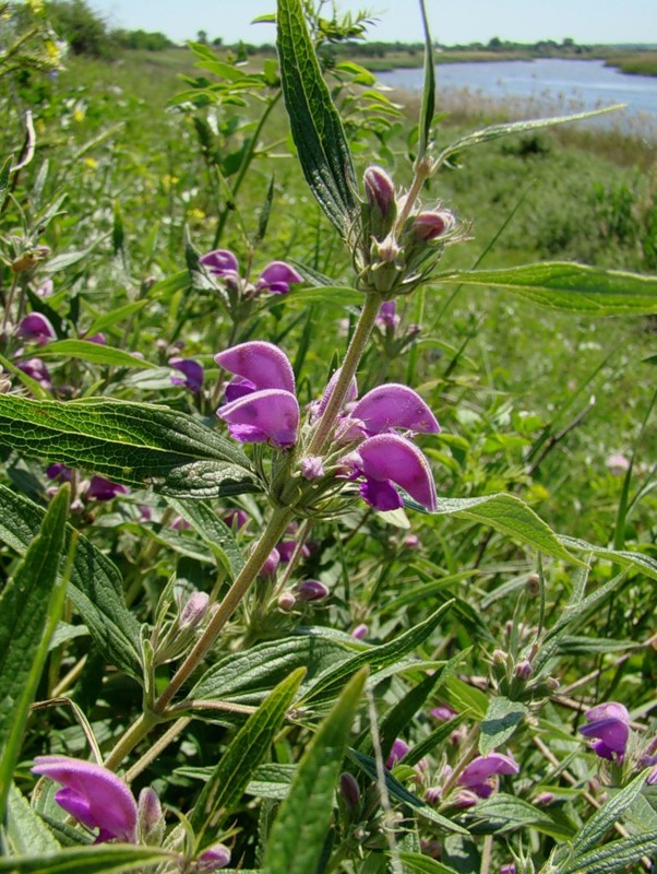 Изображение особи Phlomis pungens.