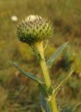 Cirsium ukranicum