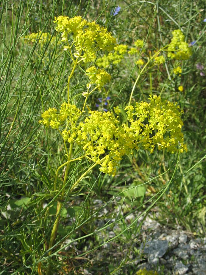 Image of Patrinia intermedia specimen.