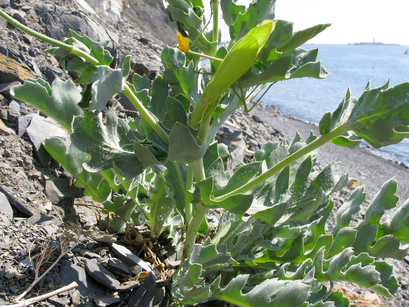 Изображение особи Glaucium flavum.