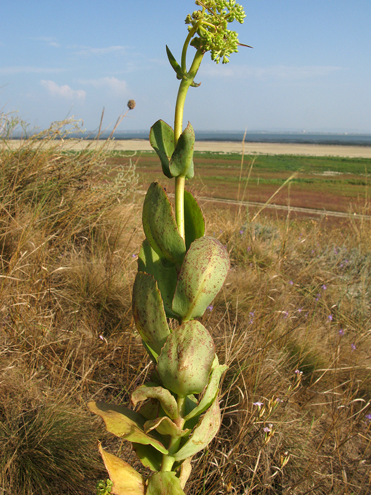 Изображение особи Hylotelephium stepposum.