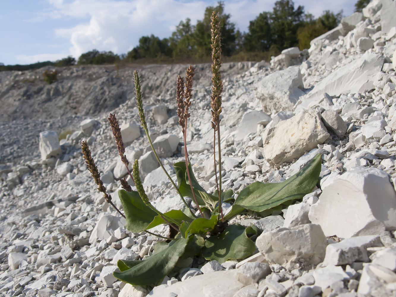 Изображение особи Plantago uliginosa.