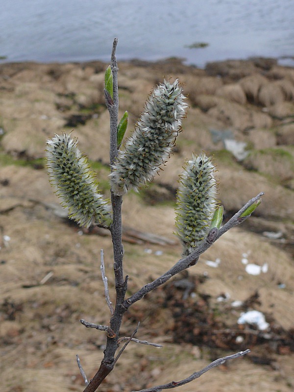 Изображение особи Salix lapponum.