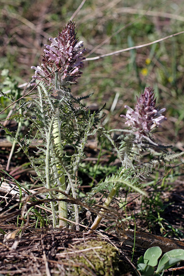 Image of Pedicularis olgae specimen.