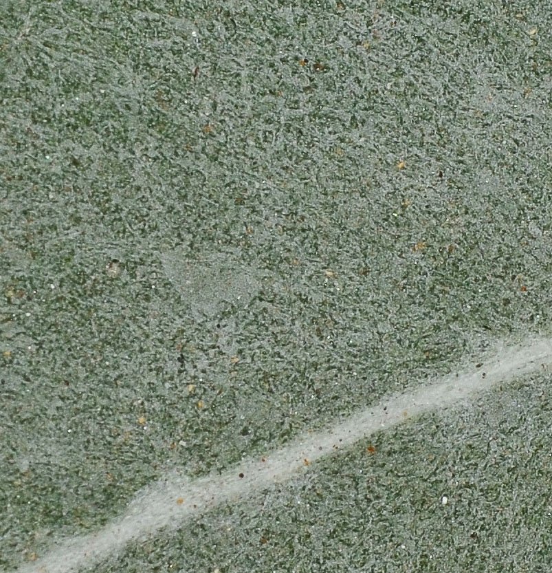 Image of Eucalyptus cinerea specimen.