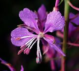 Chamaenerion angustifolium