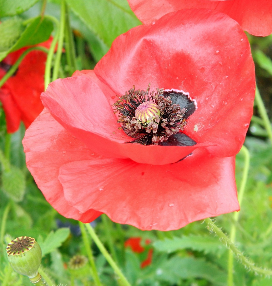 Image of Papaver rhoeas specimen.