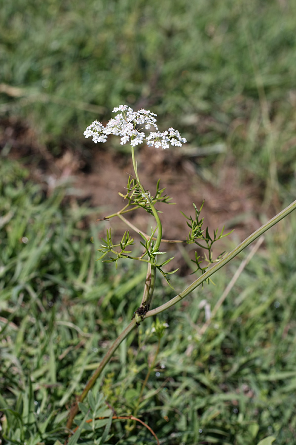 Image of Oedibasis chaerophylloides specimen.