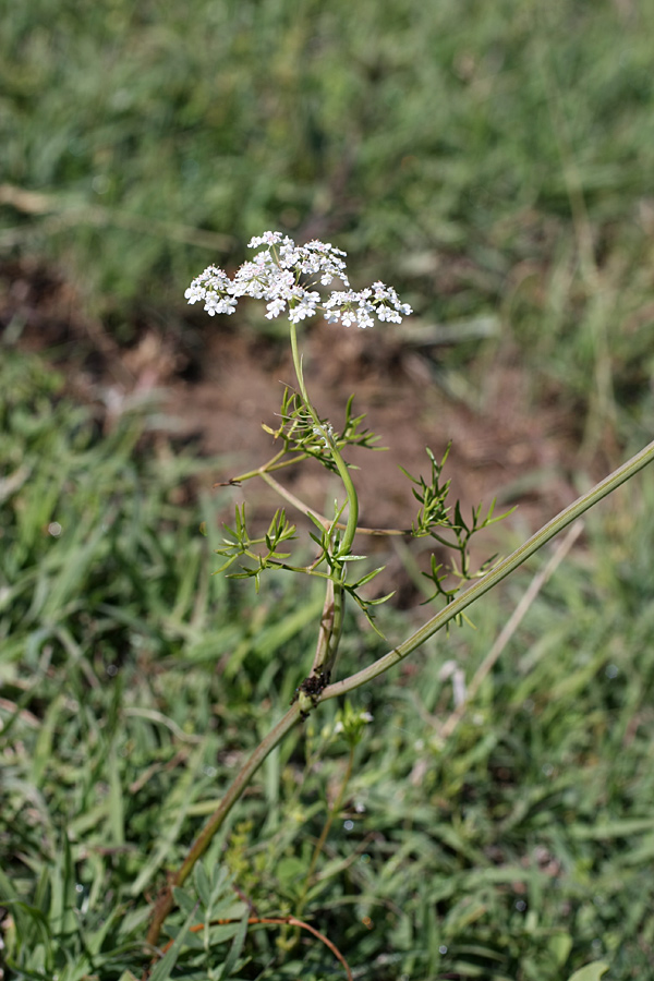 Изображение особи Oedibasis chaerophylloides.