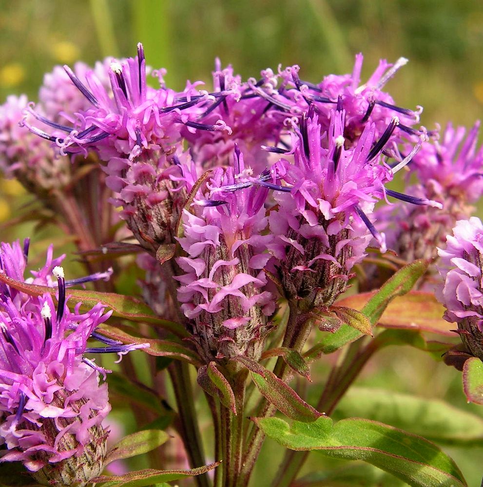 Image of Saussurea pulchella specimen.