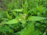 Spiraea japonica
