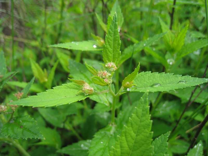 Image of Spiraea japonica specimen.