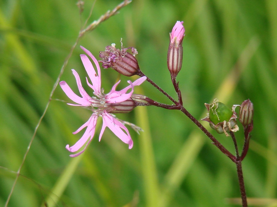 Изображение особи Coccyganthe flos-cuculi.