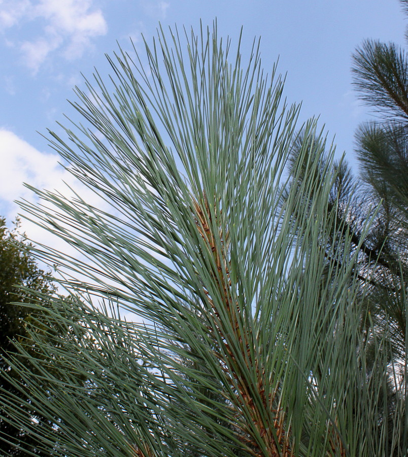 Изображение особи Pinus coulteri.