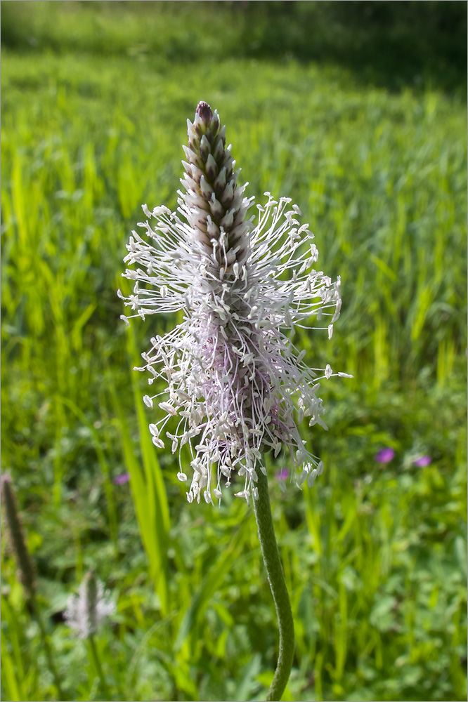 Image of Plantago media specimen.