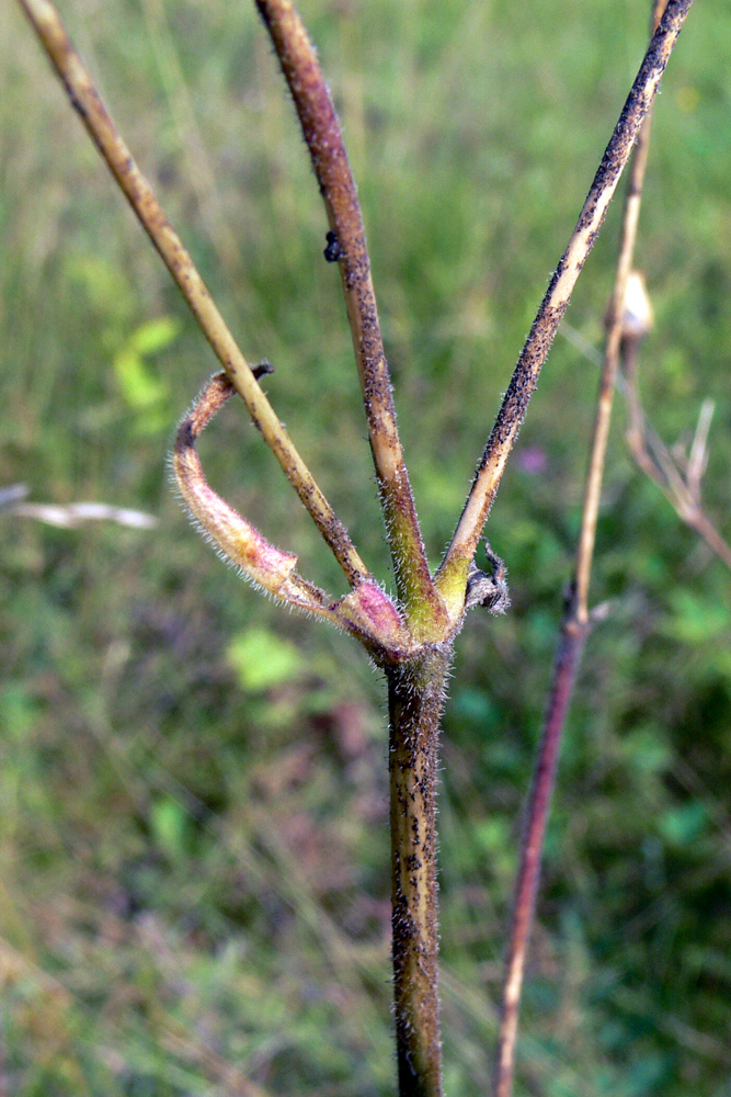 Изображение особи Silene nutans.