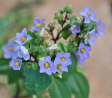 Exacum affine