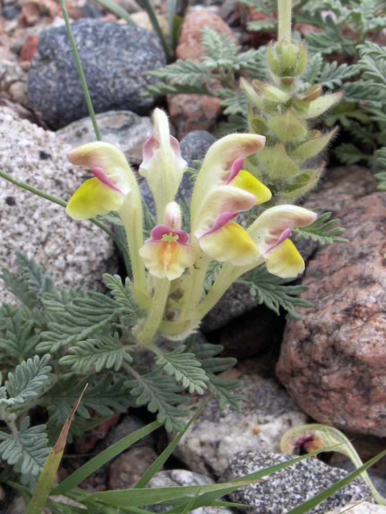 Изображение особи Scutellaria przewalskii.